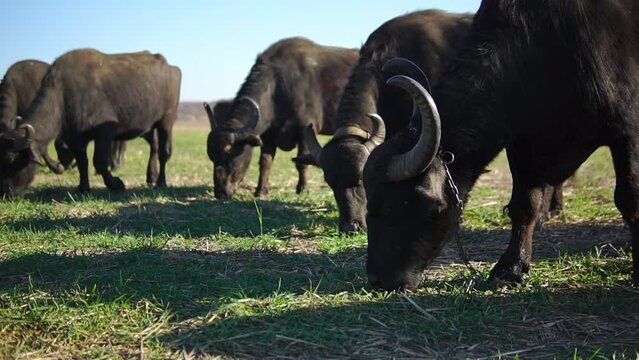 Domestic buffalos graze outdoor in Ukraine