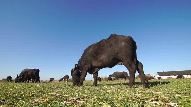 Female buffalo grazes in a field at a dairy farm