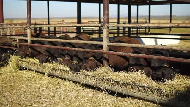 Herd of buffalos feeding at a milk farm 
