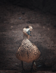 sweet looking duck in the zoo