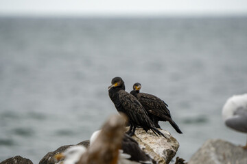 zbliżenie na ptaka - kormoran nad polskim morzem