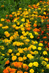 Obraz premium Multi-colored yellow-red marigolds in a flowerbed in a city park.