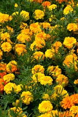 Multi-colored yellow-red marigolds in a flowerbed in a city park.