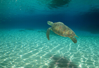 Obraz na płótnie Canvas sea ​​turtle , marine life of the caribbean sea