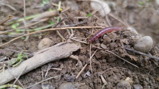 Worm in ground macro fauna nature