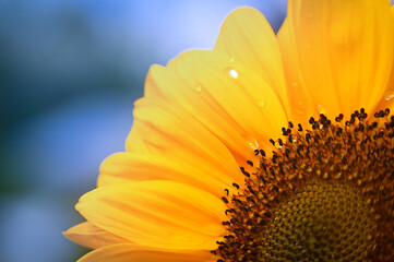 close-up sunflower with water drops. beautiful floral background with copy space. card with summer beautiful yellow flower
