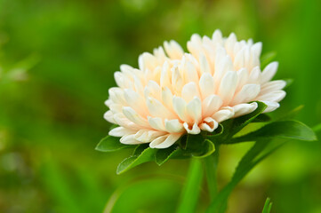 beautiful natural flower background. delicate beige aster in the green garden