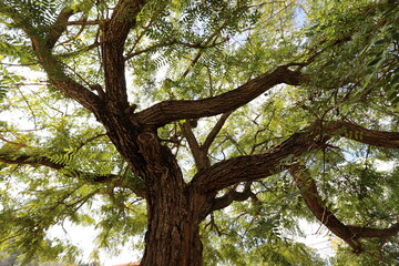 Fototapeta na wymiar The trunk of a tall tree in a city park.