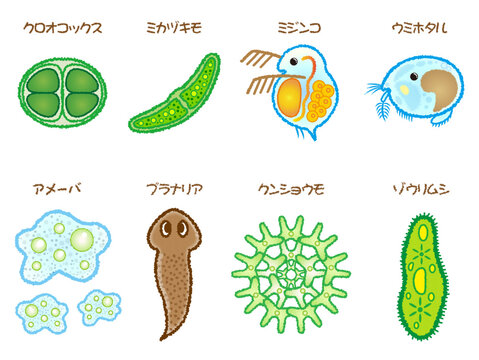 ミジンコハート ミジンコ Images – Browse 166 Stock Photos, Vectors, and