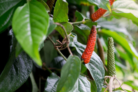 Close up red Piper Longum, Piper retrofractum in garden (long pepper) ; A creeper plant.
