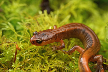 Closeup on the rare and endangered Van Dyk's salamander, Plethodon vandykei in Washington State