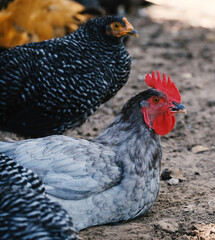 Chicken hens on farm closeup resting.