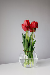 Photo of a wonderfull bouquet of red tulips on round glass vase in white modern minimalistic style in white interior daylight