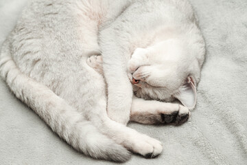 Fototapeta na wymiar British Shorthair cat sleeps on a gray bedspread.