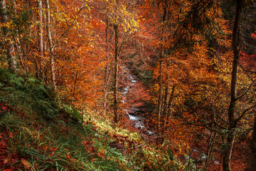 Beautiful autumn landscape with a forest road.