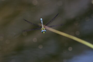 A large dragonfly in flight. Close up. High resolution.