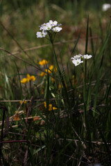 Cuckoo Flower (Cardamine pratensis) blooming white flower in a botanical garden, Lithuania