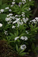 Sweet Woodruff (Galium odoratum) blooming white flower in a botanical garden, Lithuania