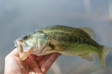 fish in the hand