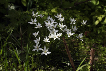 Star of Bethlehem (Ornithogalum umbellatum) blooming white flower in a botanical garden, Lithuania