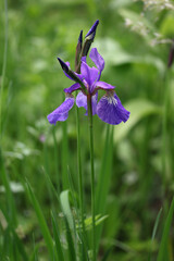 Single flower Siberian iris (Iris sibirica) blooming blue flower in a botanical garden, Lithuania