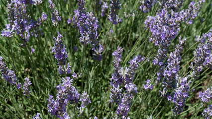 Blooming lavender flowers close-up
