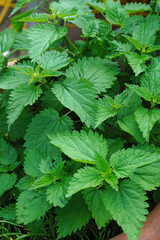 Vertical closeup on the green leafs of a group of scommon tinging nettle, Urtica dioica