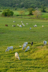 Livestock. Nellore cattle in Paraíba State, Brazil.