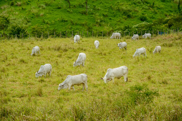Obraz premium Livestock. Nellore cattle in Paraíba State, Brazil.