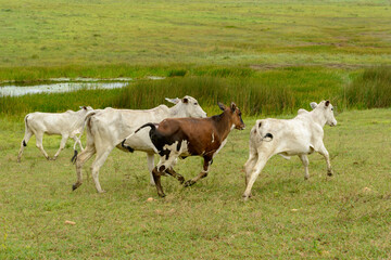 Obraz na płótnie Canvas Livestock. Nellore cattle in Paraíba State, Brazil.