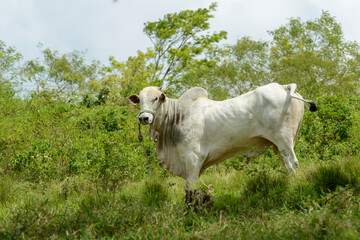 Obraz premium Livestock. Nellore cattle in Paraíba State, Brazil.