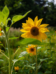 Fototapeta premium sunflower in the field