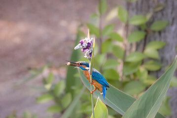 blue kingfisher bird with prey in its mouth on a branch