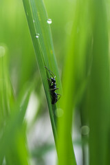 an ant walking on rice leaves