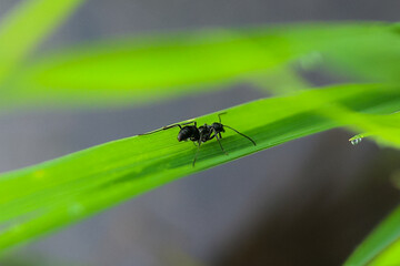 an ant walking on rice leaves