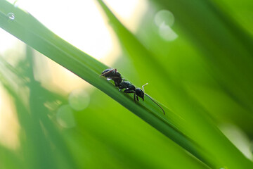 an ant walking on rice leaves