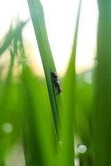 Fototapeta premium an ant walking on rice leaves
