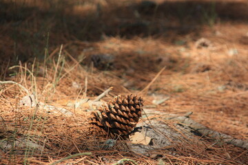Piña caída en mitad del bosque