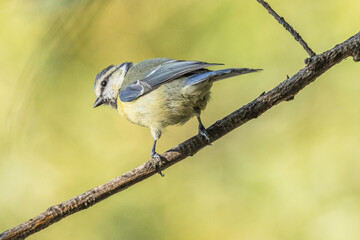Obraz premium juvenile blue tit balancing on a twig