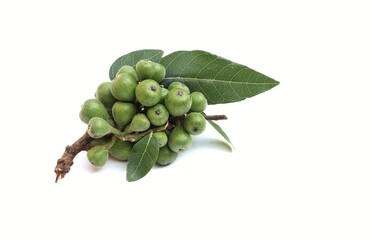 Closeup of Raw  Fig with Leaves Isolated on White Background with Copy Space