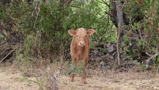 terneros de vaca sueltos en el prado