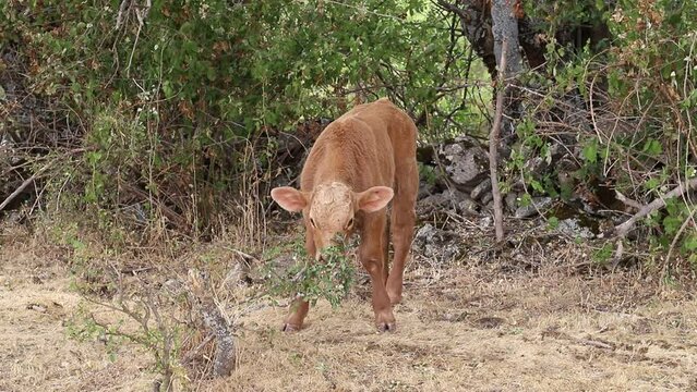 ternero joven comiendo libre en la dehesa