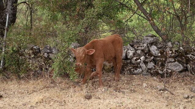 becerro joven de vaca en la dehesa