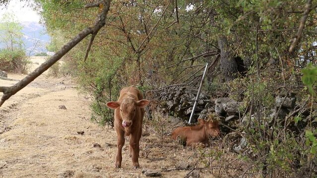 terneros de vaca libres en la dehesa