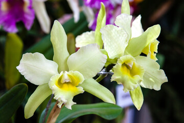 Naklejka na ściany i meble Closeup of one of the beautiful Colombian orchids
