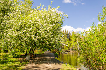 Blooming apple tree on the shore of the lake in spring.