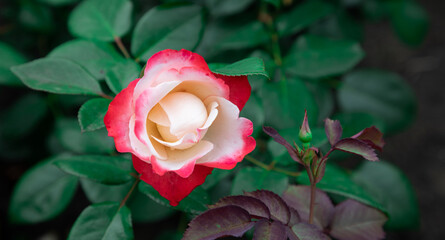garden rose close up 