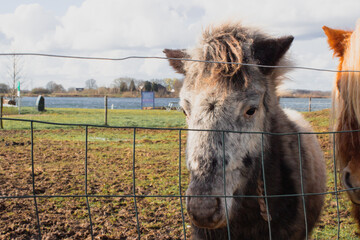 Portrait of Grey Horse Field Photography