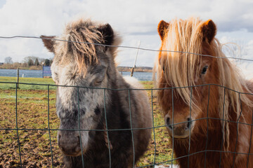 Portrait of Grey and Brown Horse Field Photography