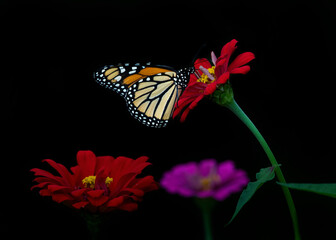 Fototapeta na wymiar monarch butterfly with black background